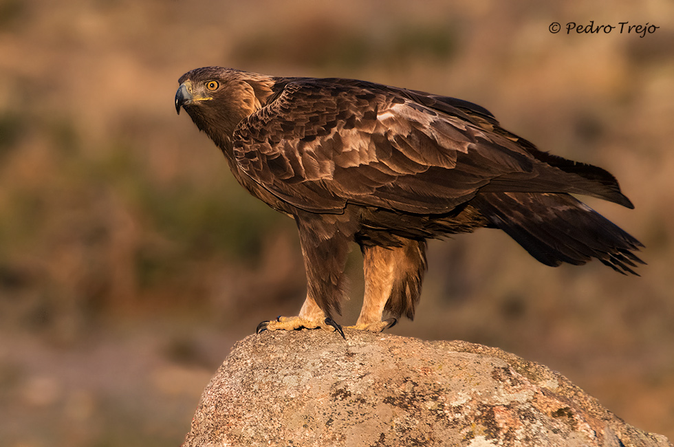 Águila real (Aguila chrysaetos)